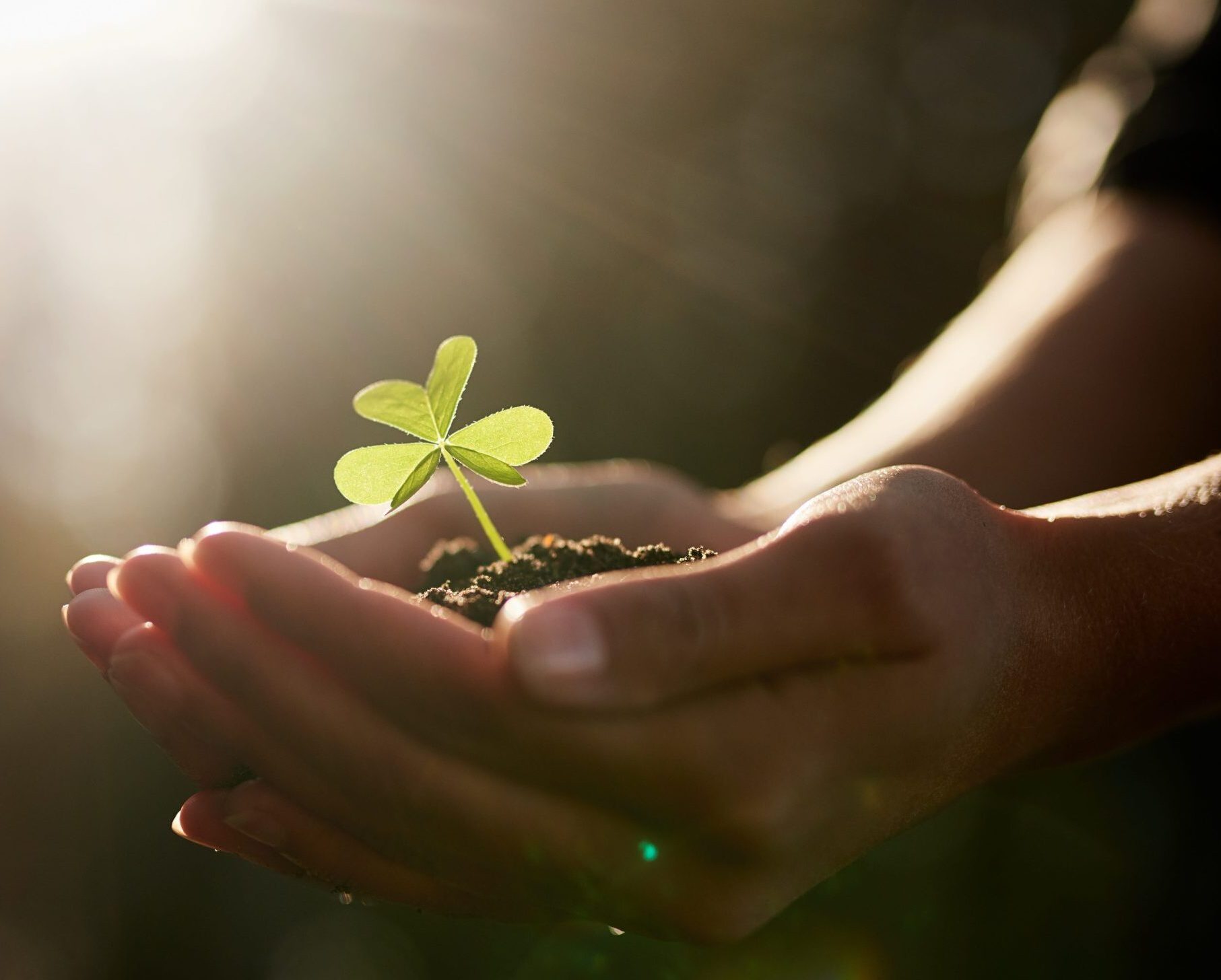 Hands cradling a small seedling